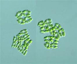 Crucigenia crucifera